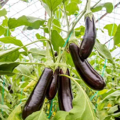 Brinjal Seeds