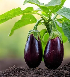 Brinjal Hybrid Seeds