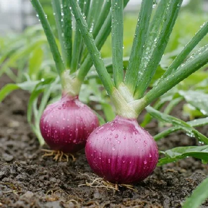 Hybrid Onion
