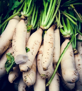 Radish Hybrid Seeds