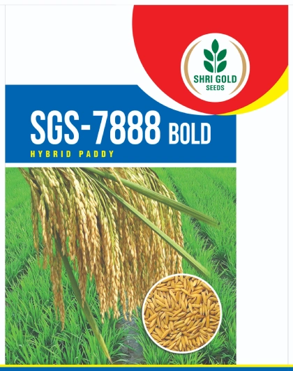 Hybrid Paddy Seeds