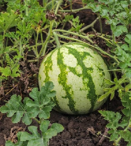Watermelon Hybrid Seeds