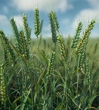 Wheat Seeds